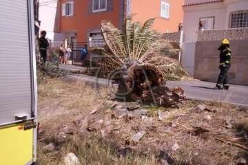 Una palmera con su tronco enfermo se desploma sobre la vía de acceso a Lomo Blanco (Foto TA)